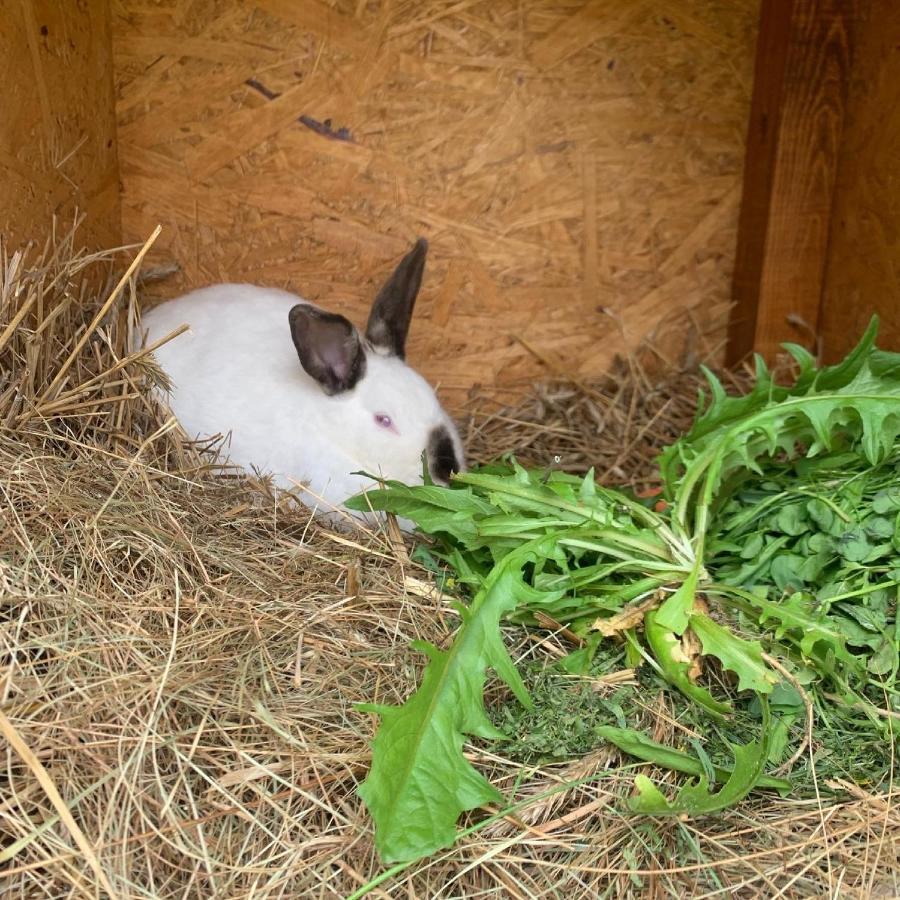 Вилла Agro Na Wapniarni Biala  Экстерьер фото