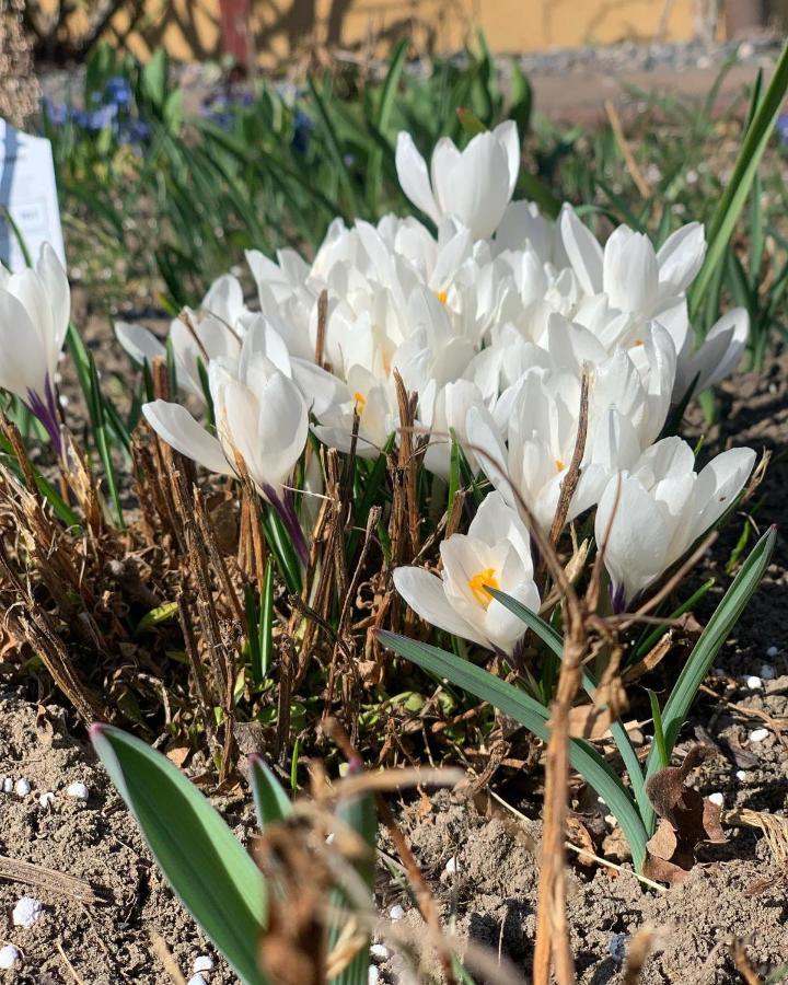 Вилла Agro Na Wapniarni Biala  Экстерьер фото